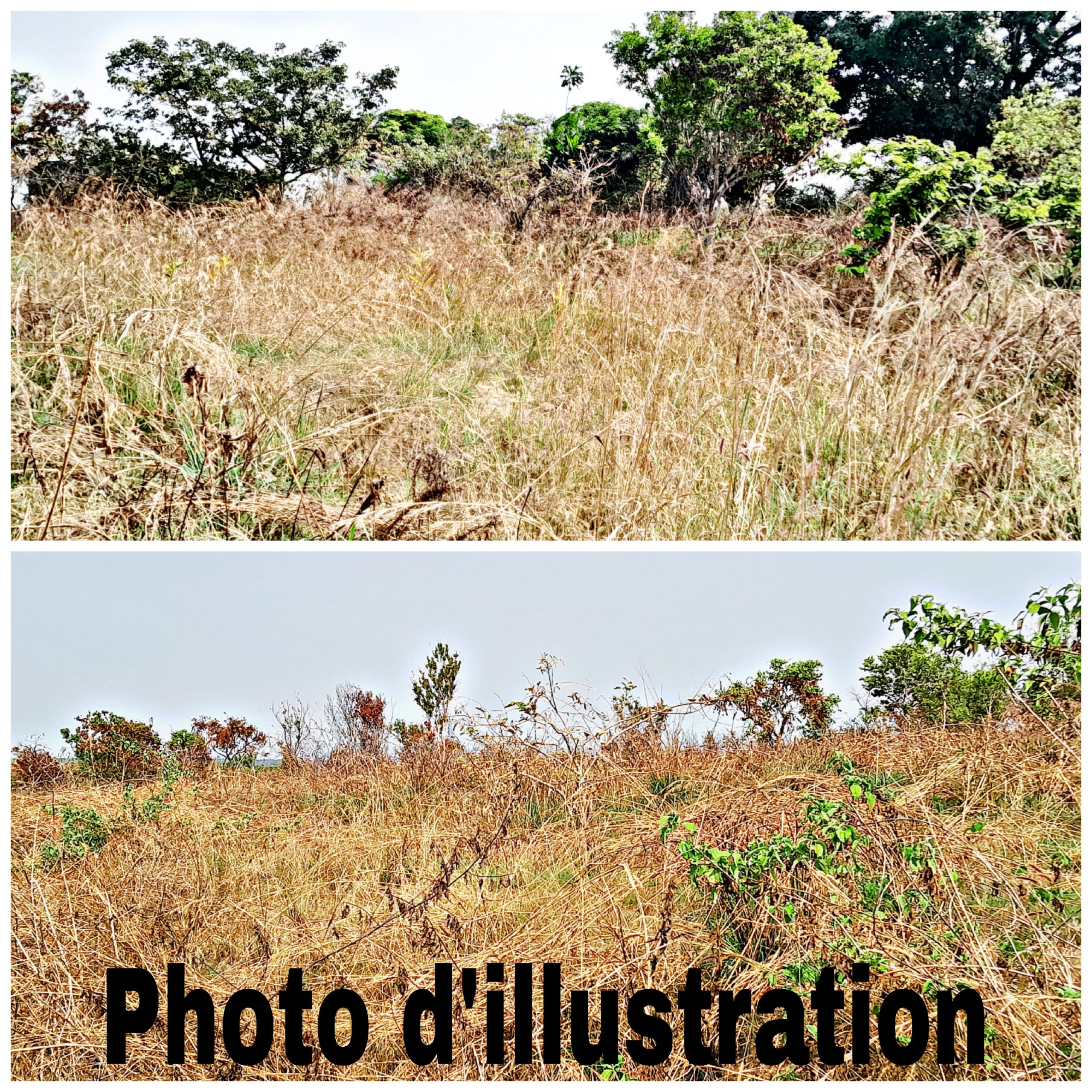 Acquisition par l’Etat d’une réserve foncière de 3600 hectares dans le Pool