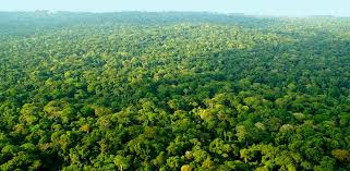 ‘‘Ensemble on peut aller plus loin pour la protection des forêts’’, dixit Olingui Nguema