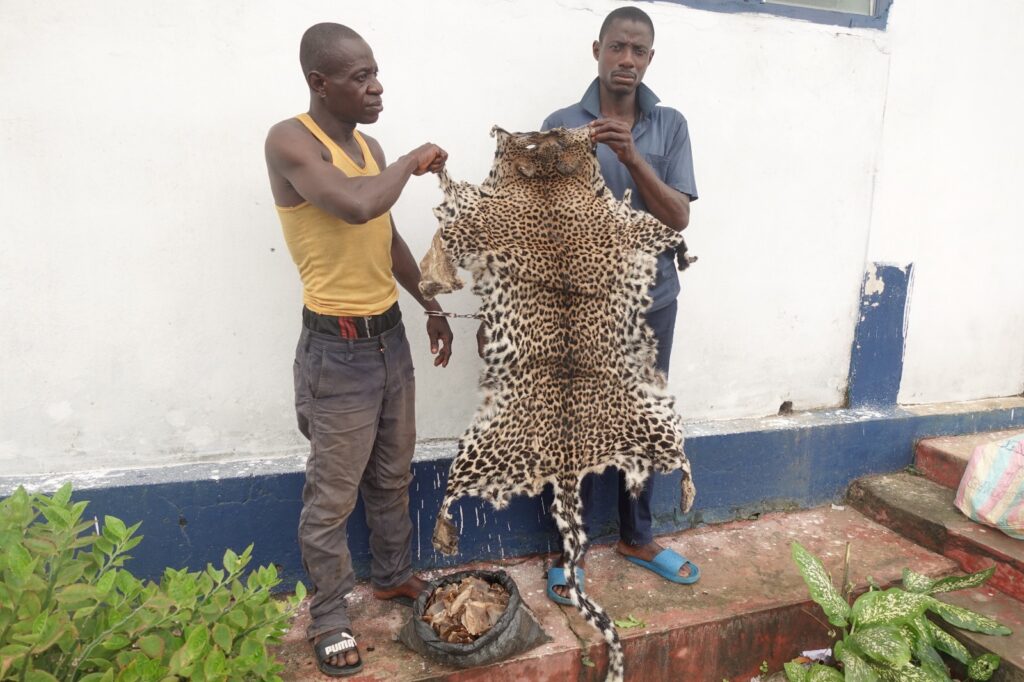Le Tribunal de grande instance d’Owando a condamné à deux ans de prison ferme de deux hommes Dany Ngassaky et Lévy Elombo de nationalité congolaise pour trafic d’une peau de panthère et d’un sac d’écailles de pangolin géant.