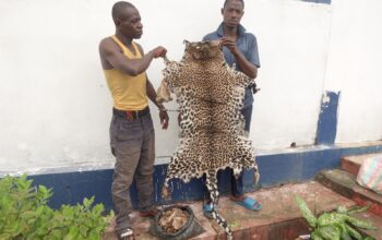 Le Tribunal de grande instance d’Owando a condamné à deux ans de prison ferme de deux hommes Dany Ngassaky et Lévy Elombo de nationalité congolaise pour trafic d’une peau de panthère et d’un sac d’écailles de pangolin géant.
