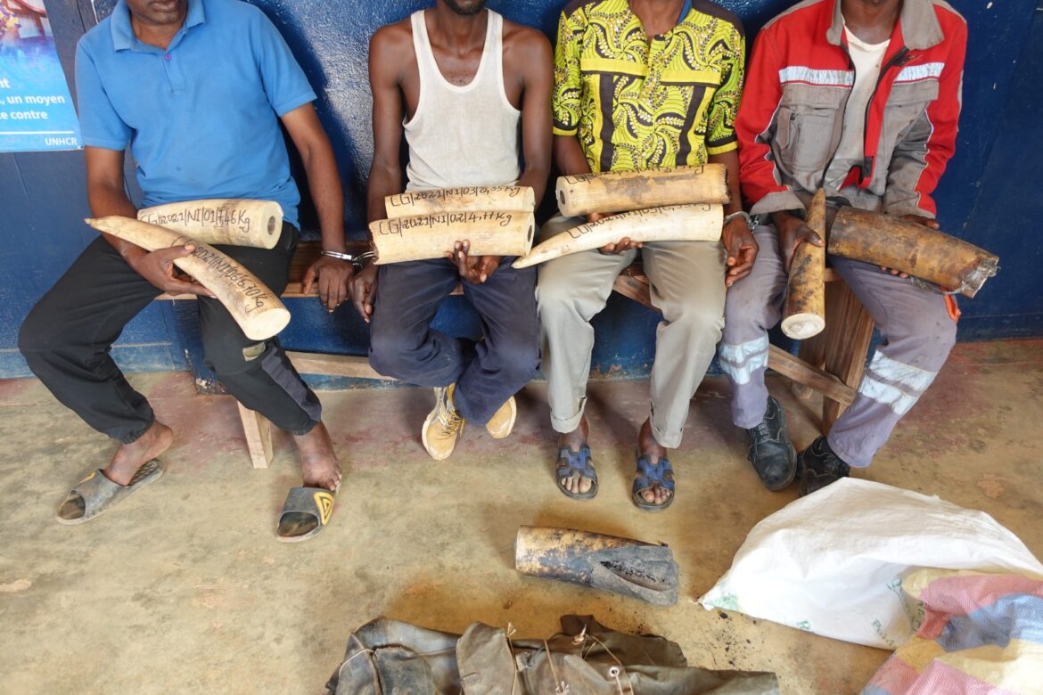 Six présumés délinquants fauniques attendent leurs verdicts à Brazzaville et à Dolisie.