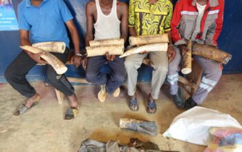 Les deux individus avaient été présentés, le 03 août 2023 au procureur de la République, près le tribunal de Grande Instance de Brazzaville. Plusieurs audiences portant sur cette affaire se sont tenues à Brazzaville et la dernière a eu lieu le 10 avril 2025, à l’issue de laquelle le délibéré avait été programmé pour le 19 juin 2025.