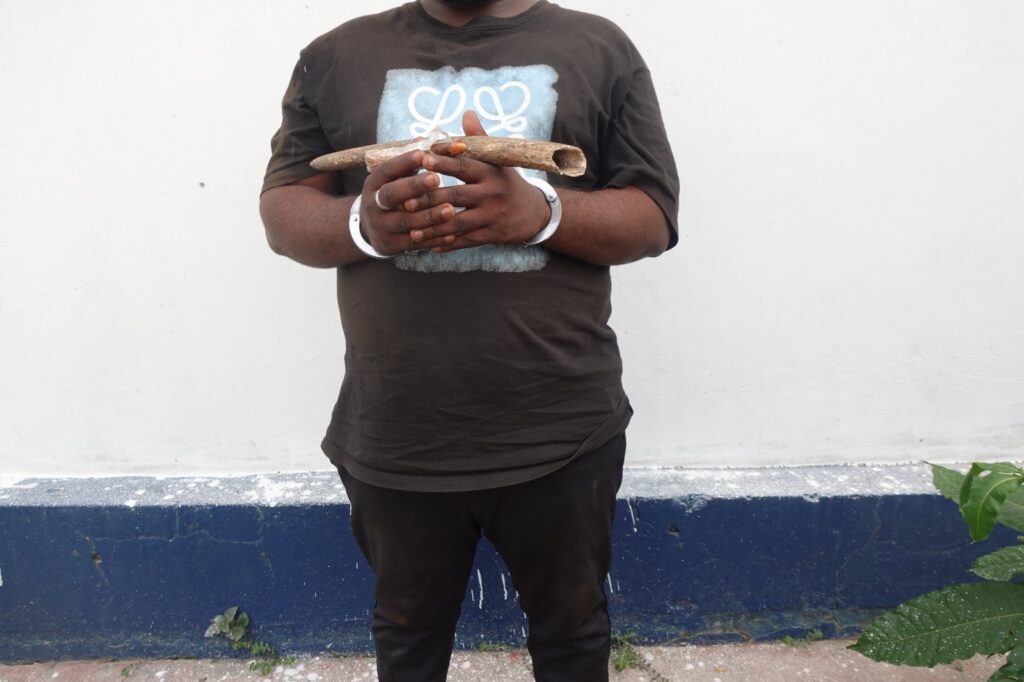 Plusieurs réseaux de trafiquants d’animaux sauvages protégés ont été démantelés grâce aux actions conduites par des autorités compétentes ce, pour l’application effective de la loi N°37-2008 du 28 Novembre 2008 portant sur la faune et les aires protégées en République du Congo. Parmi les produits fauniques saisis en grande quantité pendant cette période figurent, des peaux de panthère, des écailles de pangolin géant et des ivoires d’éléphant.