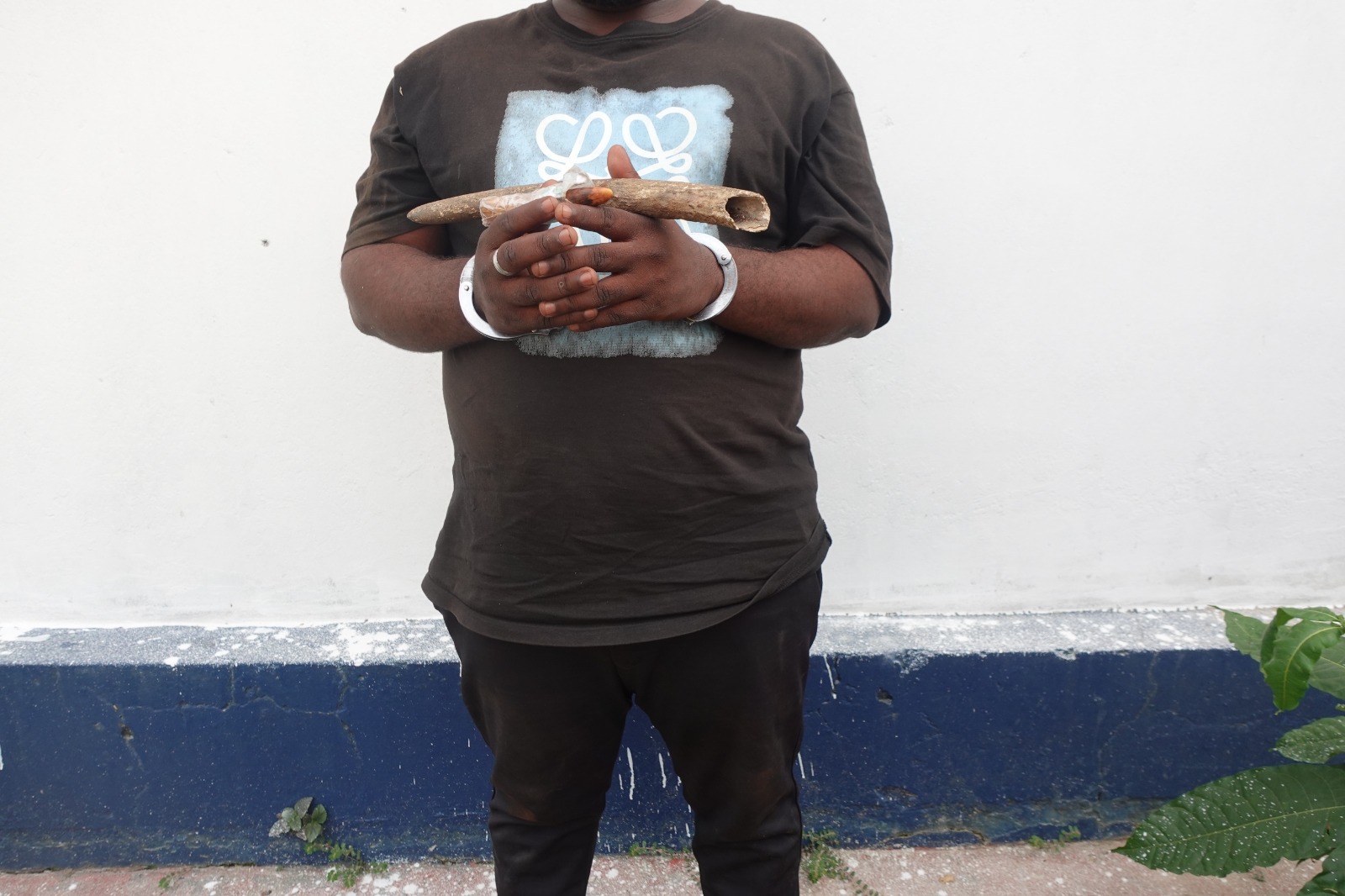 Plusieurs réseaux de trafiquants d’animaux sauvages protégés ont été démantelés grâce aux actions conduites par des autorités compétentes ce, pour l’application effective de la loi N°37-2008 du 28 Novembre 2008 portant sur la faune et les aires protégées en République du Congo. Parmi les produits fauniques saisis en grande quantité pendant cette période figurent, des peaux de panthère, des écailles de pangolin géant et des ivoires d’éléphant.