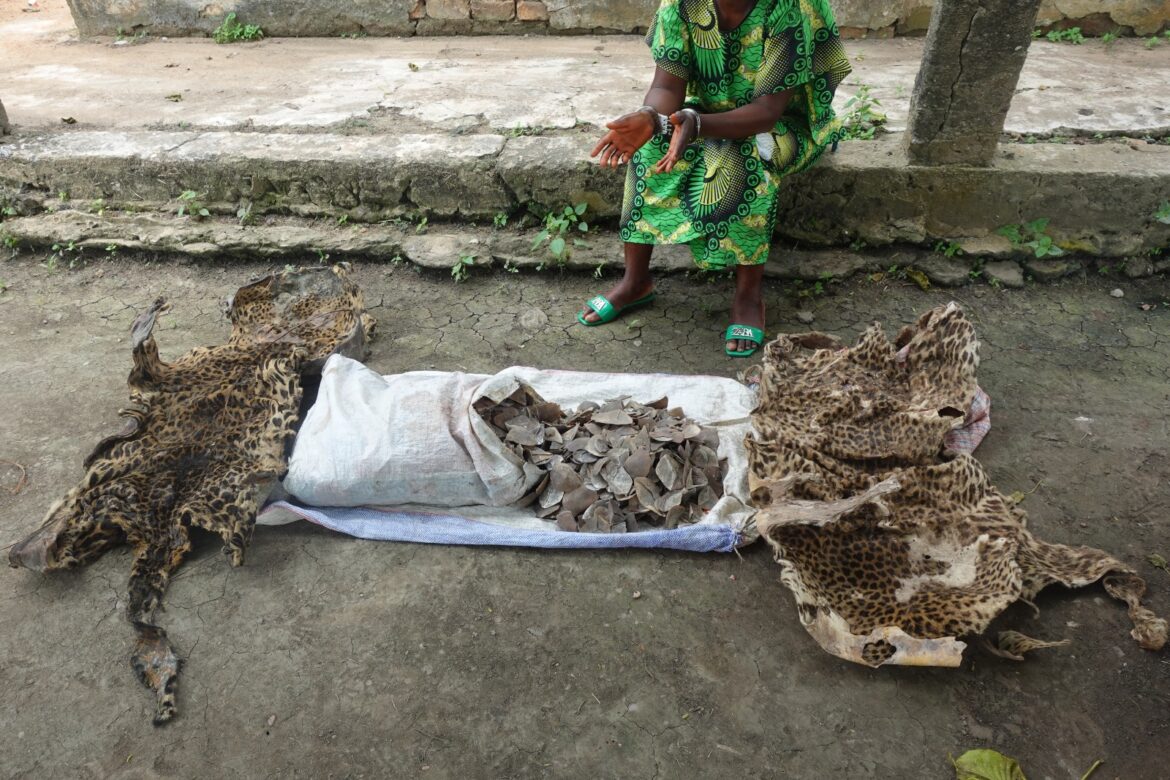 Une dame pris pour trafic de peau de panthère et d’écailles de pangolin géant à Impfondo.