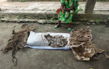 Le commerce illégal des produits de faune conduit à l’extinction des espèces fauniques à travers le monde. Conscient de ce fait, le gouvernement congolais s’est engagé avec détermination depuis plusieurs années contre ce mal pour éviter l’extinction de ses espèces qu’il protège et compte garder jalousement. Par conséquent, tout contrevenant à la loi est exposé aux sanctions.