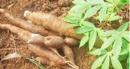 Après cela, les officiels ont ensuite visité le champ d'expérimentation du soja, du maïs, ainsi que du laboratoire de transformation des produits agricoles.