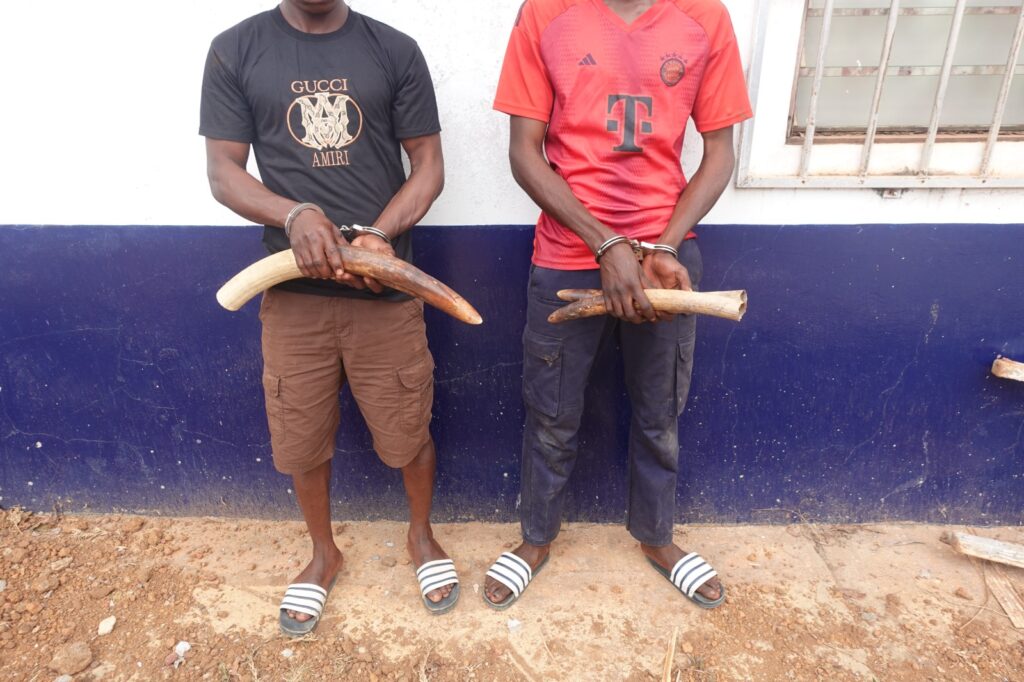 En rappel, le 25 août dernier à Impfondo dans le département de la Likouala, une dame avait été interpellée en flagrant délit de détention, circulation et tentative de commercialisation de deux peaux de panthère, d'une quantité importante d’écailles et griffes de pangolin géant. La procédure judiciaire inhérente à cette affaire est pendante devant le Tribunal de Grande Instance d’Impfondo.