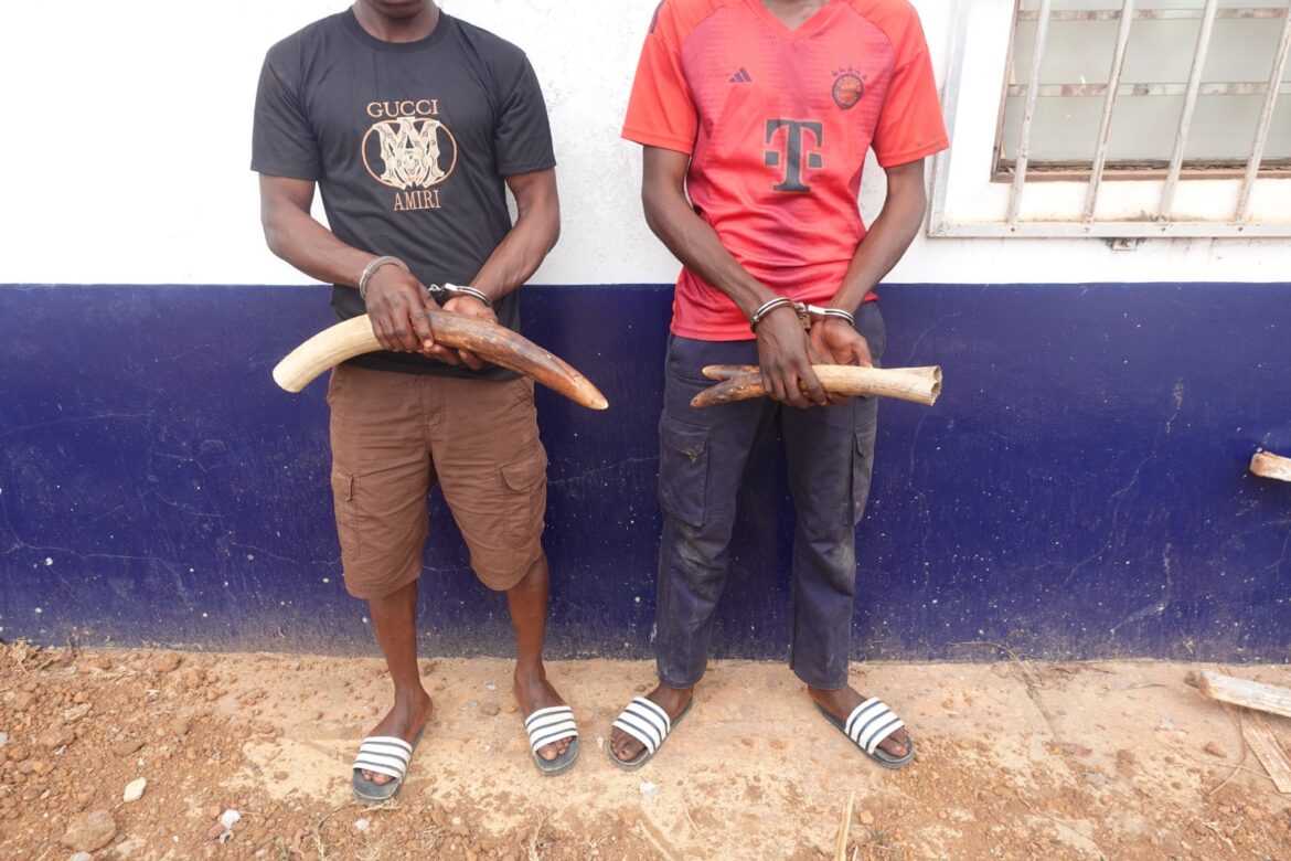 Deux individus interpellés pour trafic d’ivoire à Dolisie.
