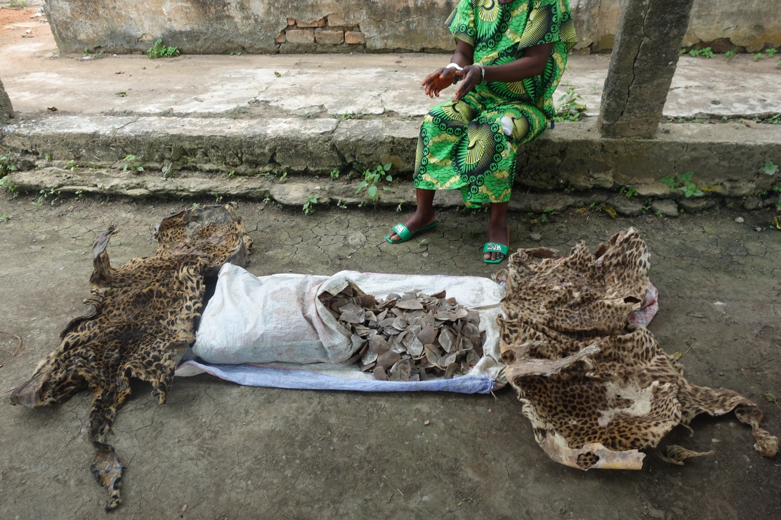 Les deux sont aussi poursuivis pour importation de ces produits et présomption d’abattage d’espèces animales intégralement protégées.