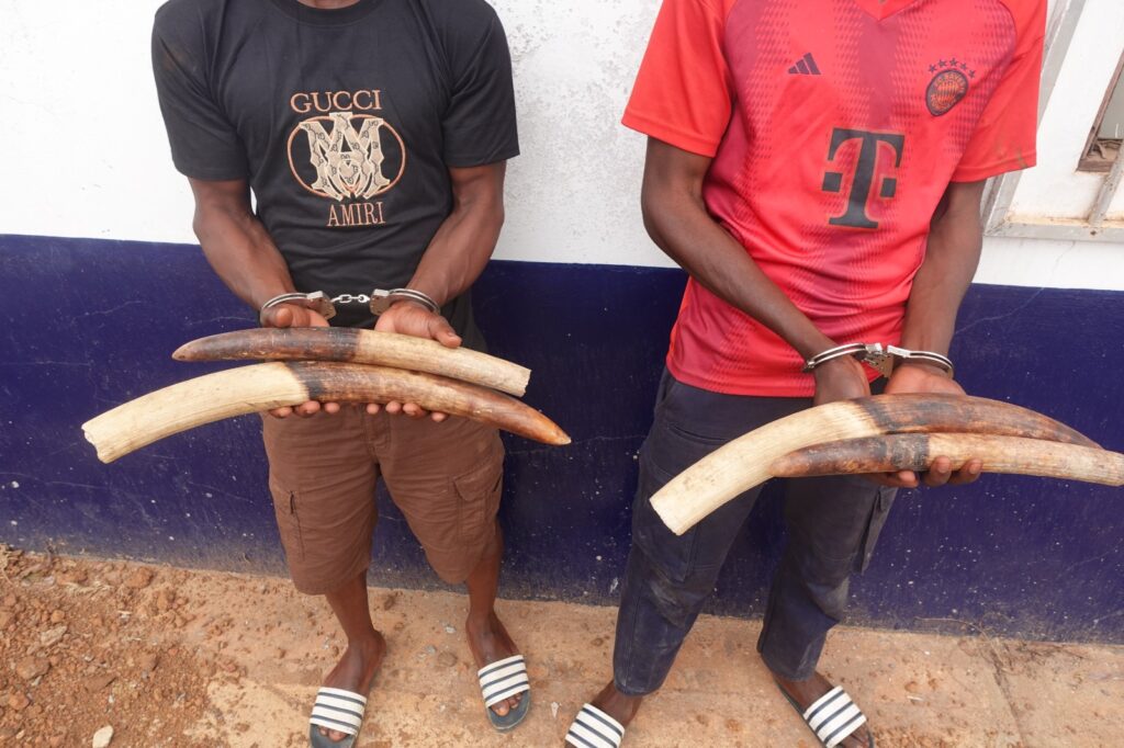 De nationalité congolaise, les deux individus interpelés ont, au cours des différentes audiences tenues sur cette affaire, reconnu les faits qui leur sont reprochés à savoir : la détention, circulation et tentative de commercialisation de quatre pointes d’ivoire. Les pointes d’ivoire auraient quitté le Gabon pour le Congo. L’un de ces deux présumés délinquants, aurait pris ces ivoires auprès de son partenaire gabonais au village Mabanda du pays précité et transportés jusqu’à Dolisie pour les vendre.