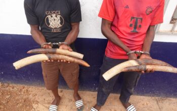 De nationalité congolaise, les deux individus interpelés ont, au cours des différentes audiences tenues sur cette affaire, reconnu les faits qui leur sont reprochés à savoir : la détention, circulation et tentative de commercialisation de quatre pointes d’ivoire. Les pointes d’ivoire auraient quitté le Gabon pour le Congo. L’un de ces deux présumés délinquants, aurait pris ces ivoires auprès de son partenaire gabonais au village Mabanda du pays précité et transportés jusqu’à Dolisie pour les vendre.