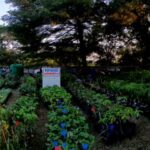 La ministre de l’économie forestière, Rosalie Matondo, a rappelé que cette foire constitue, depuis sa création, un espace de valorisation des métiers verts, de promotion de l’horticulture et d’incitation à la plantation d’arbres.