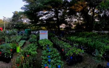 La ministre de l’économie forestière, Rosalie Matondo, a rappelé que cette foire constitue, depuis sa création, un espace de valorisation des métiers verts, de promotion de l’horticulture et d’incitation à la plantation d’arbres.