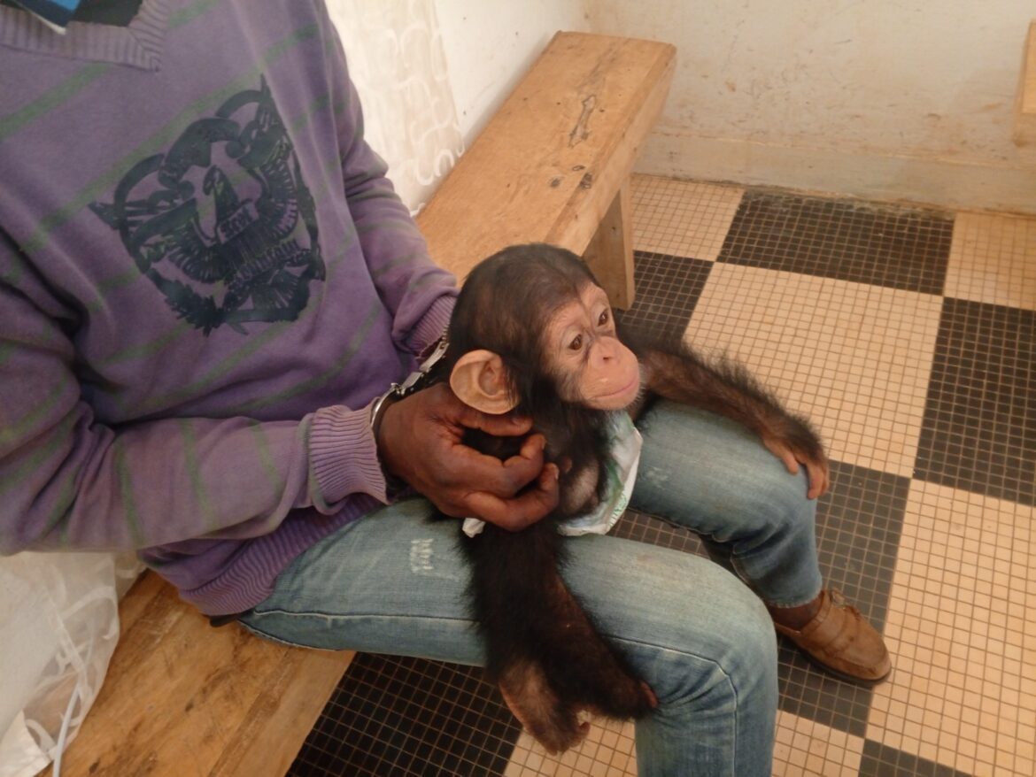 Madingou : Le présumé trafiquant d’un guénard attend son verdict