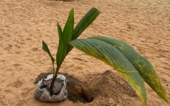 L’opération du planting d'arbres a été organisée sur la grande avenue de l’hôpital général d’Ouesso, dans le département de la Sangha.