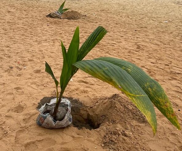 Journée nationale de l’arbre : ‘‘ Pour l’amour de la patrie je plante un arbre’’