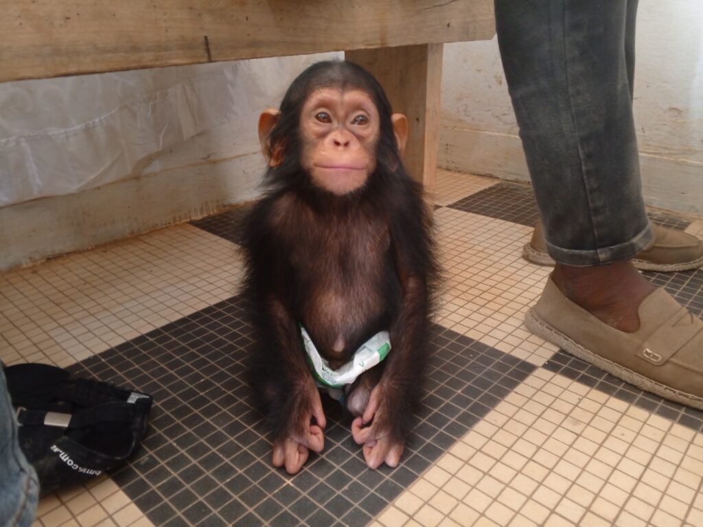 L’animal avait été capturé par cet individu dans la forêt des villages du district de Kindamba, dans le Département du Pool. Soleil, privation de liberté, mauvais traitement ont été entre autres problèmes rencontrés par ce bébé chimpanzé, âgé d’environ six mois, maintenu en captivité, deux mois durant. Le bébé chimpanzé saisi par les autorités compétentes avait été confié à l’équipe de l’Institut Jane Goodall du sanctuaire de Tchimpounga dans le Département du Kouilou. A ce jour, l’espèce reçoit des soins appropriés avant de retrouver sa liberté dans la nature.
