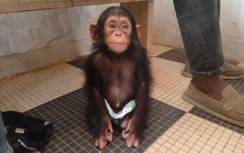 L’animal avait été capturé par cet individu dans la forêt des villages du district de Kindamba, dans le Département du Pool. Soleil, privation de liberté, mauvais traitement ont été entre autres problèmes rencontrés par ce bébé chimpanzé, âgé d’environ six mois, maintenu en captivité, deux mois durant. Le bébé chimpanzé saisi par les autorités compétentes avait été confié à l’équipe de l’Institut Jane Goodall du sanctuaire de Tchimpounga dans le Département du Kouilou. A ce jour, l’espèce reçoit des soins appropriés avant de retrouver sa liberté dans la nature.