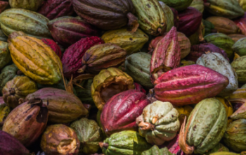 Le recensement allant sur la période 2023-2025, mené dans quatre (4) départements à savoir, la Likouala, la Sangha, la Cuvette et la Cuvette Ouest a permis de reconnaître 6531 producteurs de cacao, dont 1323 femmes. Parmi ce nombre, on compte 406 peuples autochtones, dont 56 femmes.