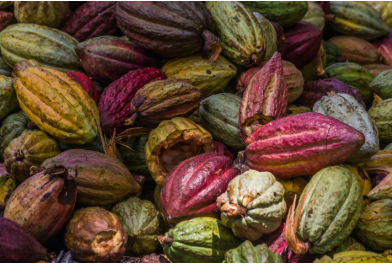 6531 planteurs de cacao recensés au nord Congo, dont 1323 femmes