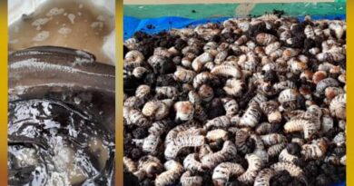 Du 5 au 15 février 2026, se tient à Bambou Mingali à 60km de Brazzaville, la première édition de la grande foire agricole (Gfac), sous le thème ‘‘ Le progrès par la terre, l’unité par le travail’’.