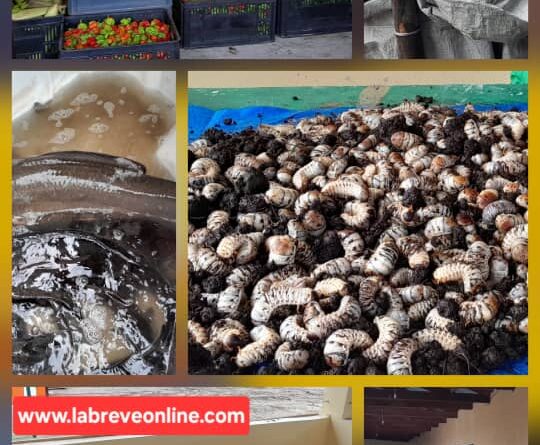 Du 5 au 15 février 2026, se tient à Bambou Mingali à 60km de Brazzaville, la première édition de la grande foire agricole (Gfac), sous le thème ‘‘ Le progrès par la terre, l’unité par le travail’’.