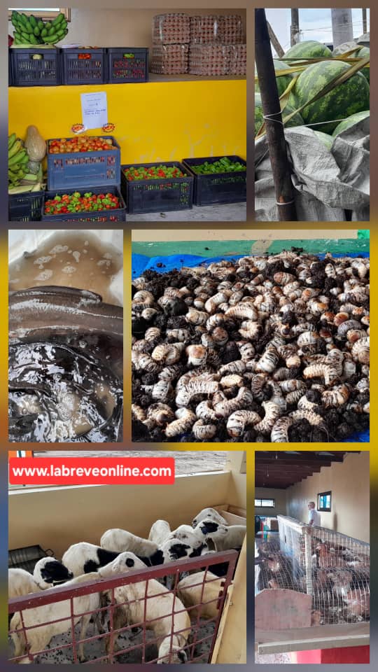 Du 5 au 15 février 2026, se tient à Bambou Mingali à 60km de Brazzaville, la première édition de la grande foire agricole (Gfac), sous le thème ‘‘ Le progrès par la terre, l’unité par le travail’’.