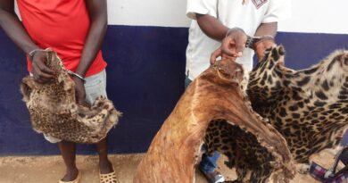 Selon les informations recueillies, les treize personnes interpellées ont toutes été placées en détention. Parmi elles, quatre ont été condamnées à des peines de prison ferme. Par ailleurs, six autres trafiquants ont également été condamnés en 2025 dans des dossiers datant de 2023 et 2024, illustrant la poursuite des efforts judiciaires dans la répression de ces infractions.