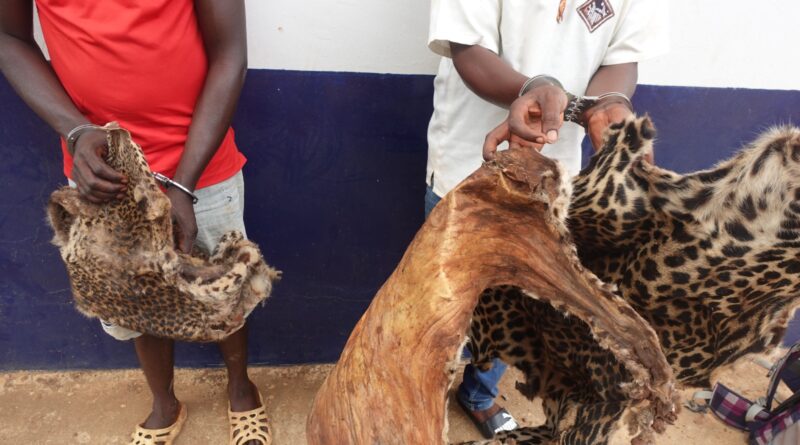 Selon les informations recueillies, les treize personnes interpellées ont toutes été placées en détention. Parmi elles, quatre ont été condamnées à des peines de prison ferme. Par ailleurs, six autres trafiquants ont également été condamnés en 2025 dans des dossiers datant de 2023 et 2024, illustrant la poursuite des efforts judiciaires dans la répression de ces infractions.