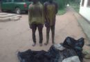 Deux présumés braconniers traduits en justice à Brazzaville