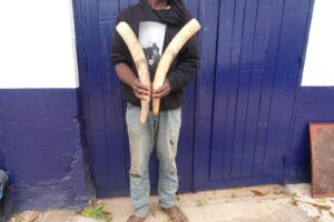 Le présumé trafiquant a été interpellé, le 26 juin à Dolisie, dans le Département du Niari. Cet individu a été pris en flagrant délit de détention, circulation et tentative de commercialisation de deux pointes d’ivoire, représentant un éléphant tué, espèce animale intégralement protégée par la loi.