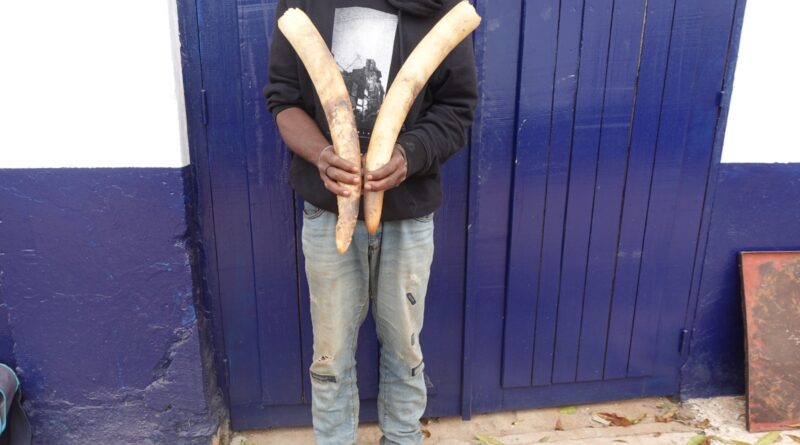 Le présumé trafiquant a été interpellé, le 26 juin à Dolisie, dans le Département du Niari. Cet individu a été pris en flagrant délit de détention, circulation et tentative de commercialisation de deux pointes d’ivoire, représentant un éléphant tué, espèce animale intégralement protégée par la loi.